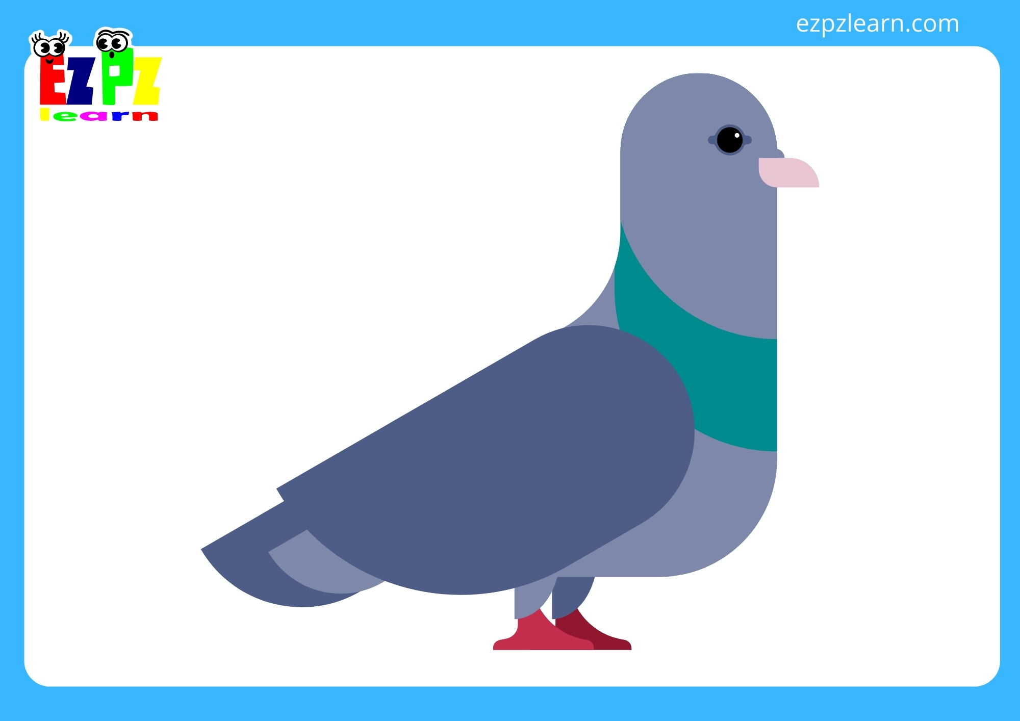 pigeon